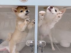 -萌宠之家·腊肠犬·马尔泰·小体犬舍