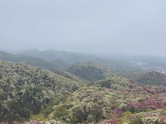 -贵州百里杜鹃风景名胜区