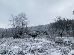 -武陵山森林公园