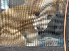 -瑞派康怡24h宠物医院·犬猫医疗中心·微创绝育(瑞景分院)
