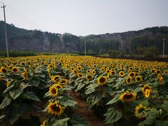 -紫海香堤香草艺术庄园