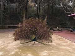 -杭州野生动物世界