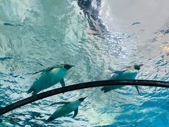-珠海长隆海洋王国