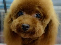 -严国平动物医院(德政总院)