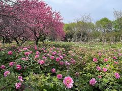 -洛阳市隋唐城遗址植物园