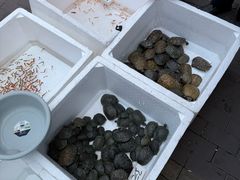 -哈尔滨道外花鸟鱼市场