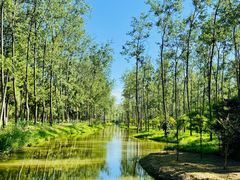 -合肥滨湖国家森林公园