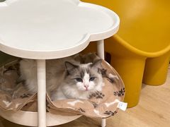 -有喵·猫咖·狗咖·40+猫狗有小奶狗(岗厦店)