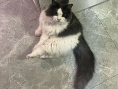 -创凡宠物医院·骨专科  猫科中心(西乡分院)