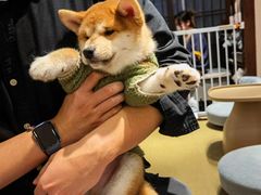-逗柴咖啡屋·狗咖猫咖宠物桌游