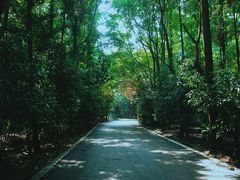 -东平国家森林公园
