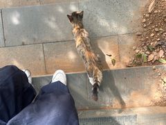 -杭州半山国家森林公园