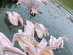 -沈阳森林动物园