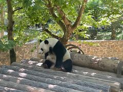 -都江堰中华大熊猫苑