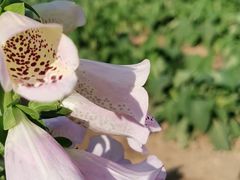 -广州市流溪河国家森林公园