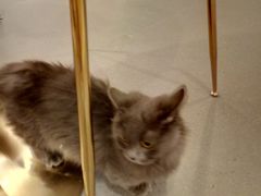 -飞行喵MR PILOT|猫舍·猫咖(静安大融城店)