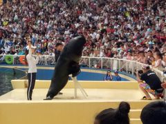 -秦皇岛乐岛海洋王国