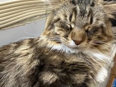 -COLOR PETS 撸猫馆·购猫·猫咖(长风大悦城店)