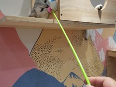 -滚猫咖啡·猫咖·猫友好撸猫(未来城店)