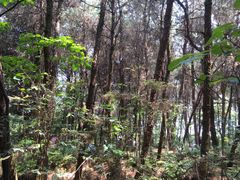 -铁山坪森林公园