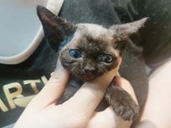 -70cat德文卷毛猫·缅因猫纯种猫舍