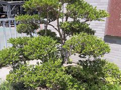 -南通博物苑-崇川人民公园