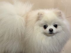 -帕帕拉兹宠物(亚洲旗舰店)