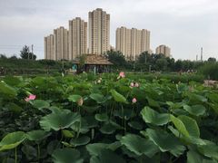 -前关湿地公园