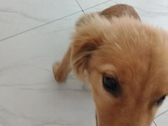 -艾吉宠物医院·疑难杂症转诊中心·猫友好(碧江路院)