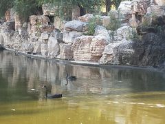 景点黑天鹅-石家庄市动物园