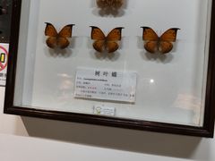 -上海大自然野生昆虫馆(东方明珠·爬宠昆虫探索中心)