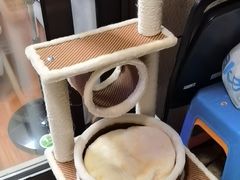 -momokira米努特·德文卷毛猫·棉花面纱犬