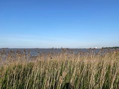 -吴淞炮台湾湿地森林公园烧烤区