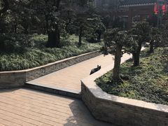-老幺泉水鸡