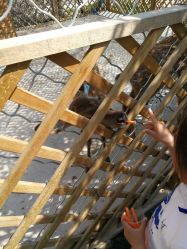 -萌宠亲子动物乐园(槐房万达店)