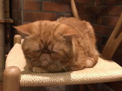 -more than meow吴止猫主题餐厅(承德 中船汇店)