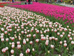 -大宁郁金香公园-停车场