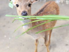 -鹿境梅花鹿生态园区