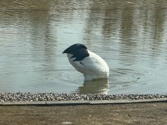 -盐城丹顶鹤湿地生态旅游区