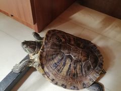 -复兴门(地铁站)