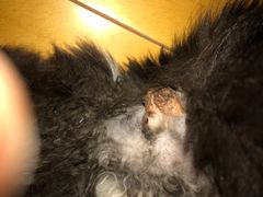 -美联众合动物医院(·中兽医·疑难杂症·严家桥分院)