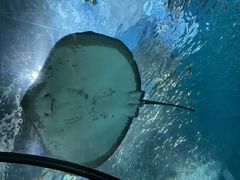 -上海海洋水族馆