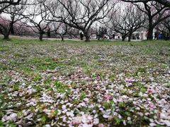 -苏州上方山国家森林公园