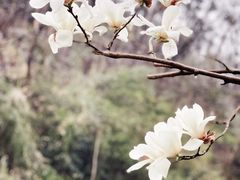 -桃花岭景区