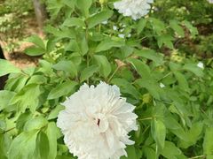 -洛阳市隋唐城遗址植物园