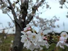 -广富林郊野公园