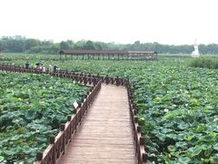 -荷塘月色湿地公园·向阳花洲
