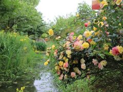 -洪湖湿地生态园