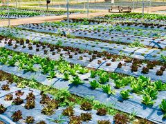 -Ohkajhu Organic Farm Sansai