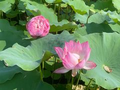 -莲花池公园